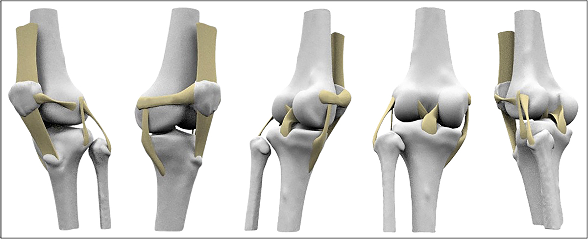 Figure 3 Refer to the following caption and surrounding text.