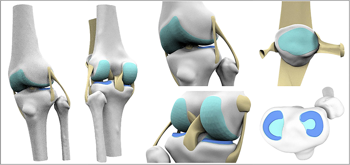 Figure 4 Refer to the following caption and surrounding text.