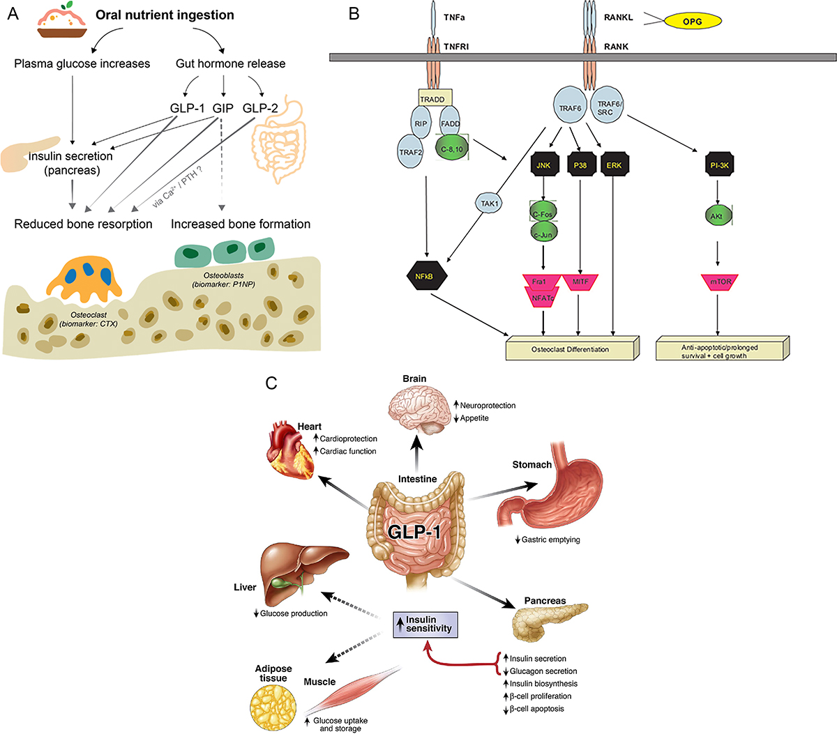 Figure 1 Refer to the following caption and surrounding text.