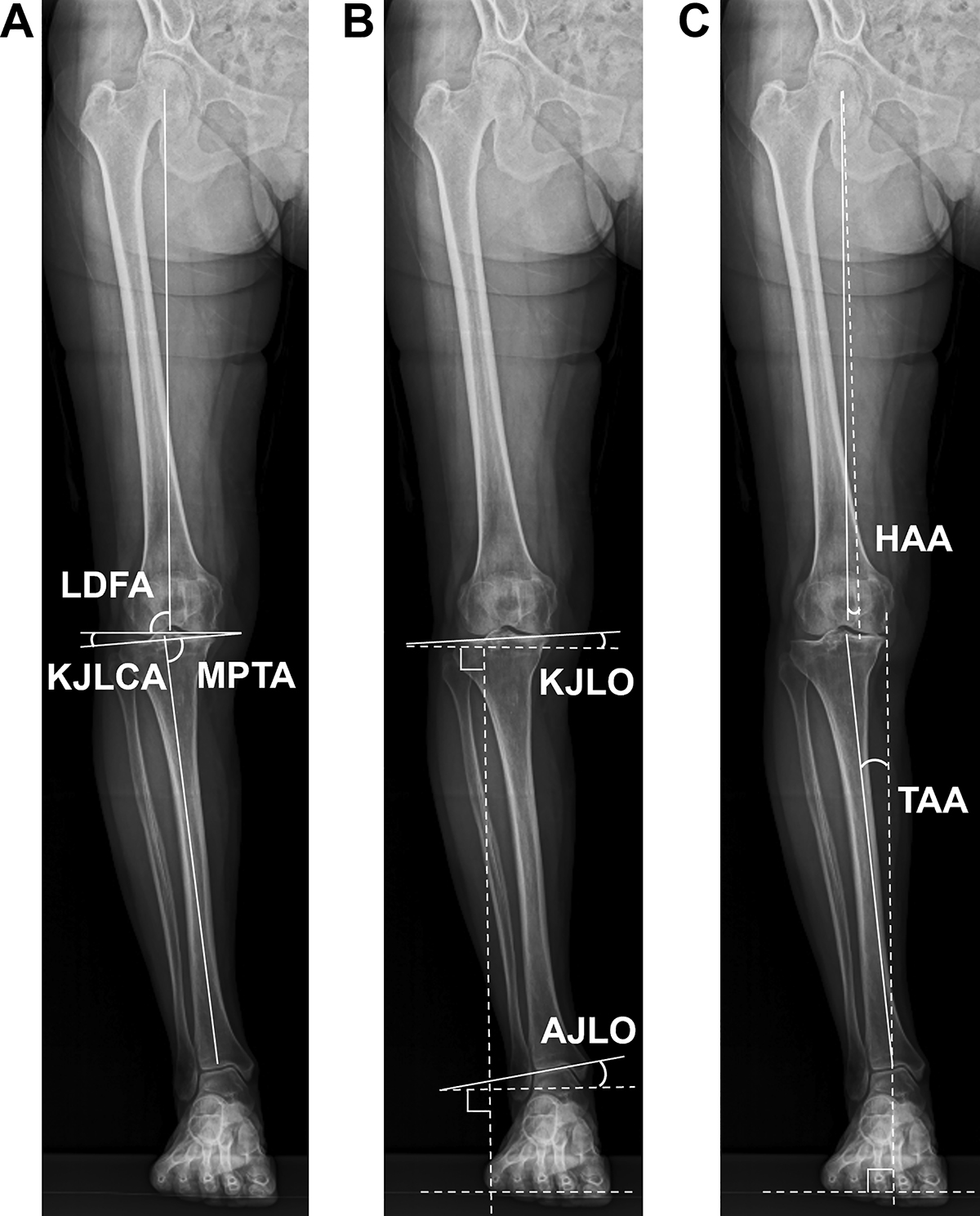 Figure 1 Refer to the following caption and surrounding text.