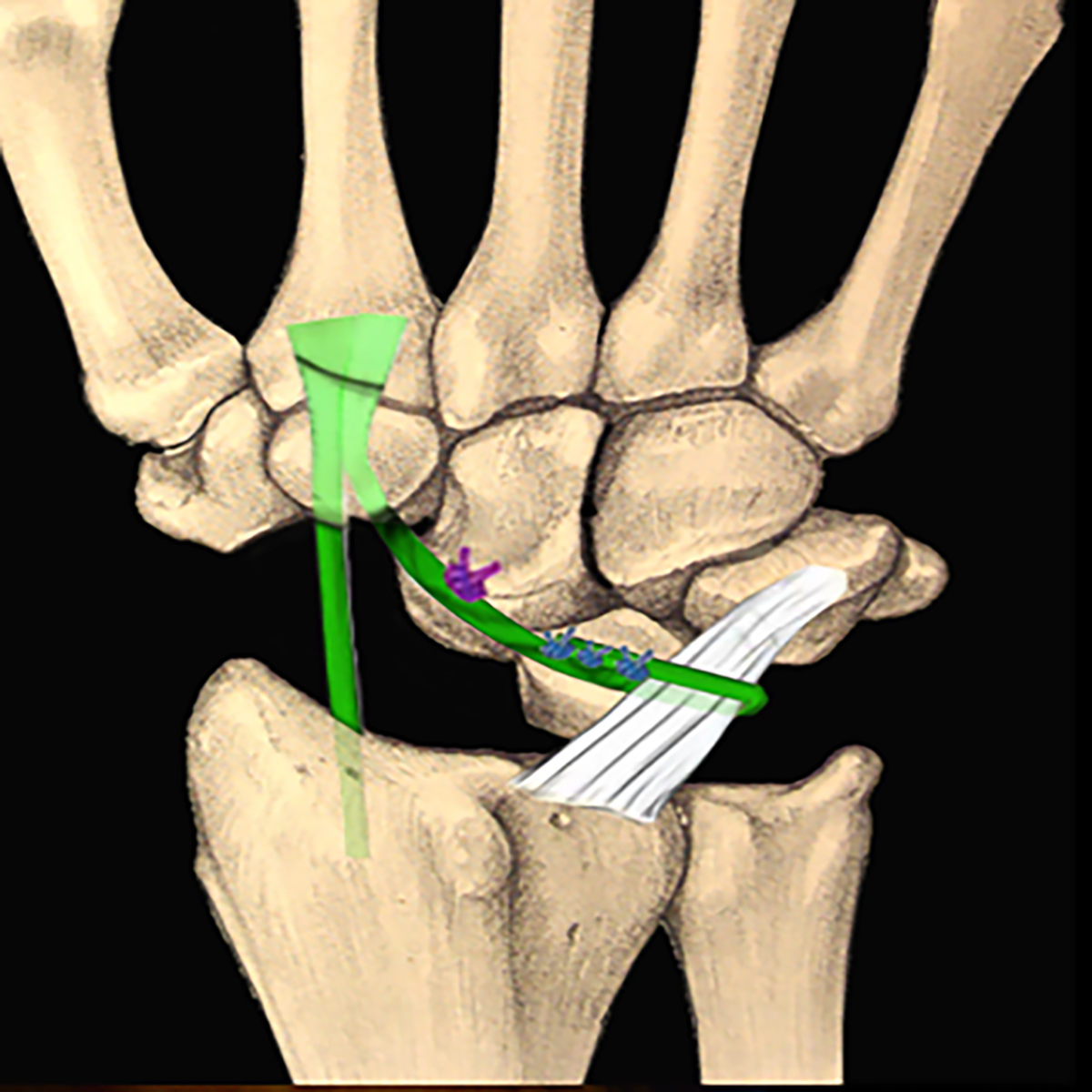 Figure 1 Refer to the following caption and surrounding text.