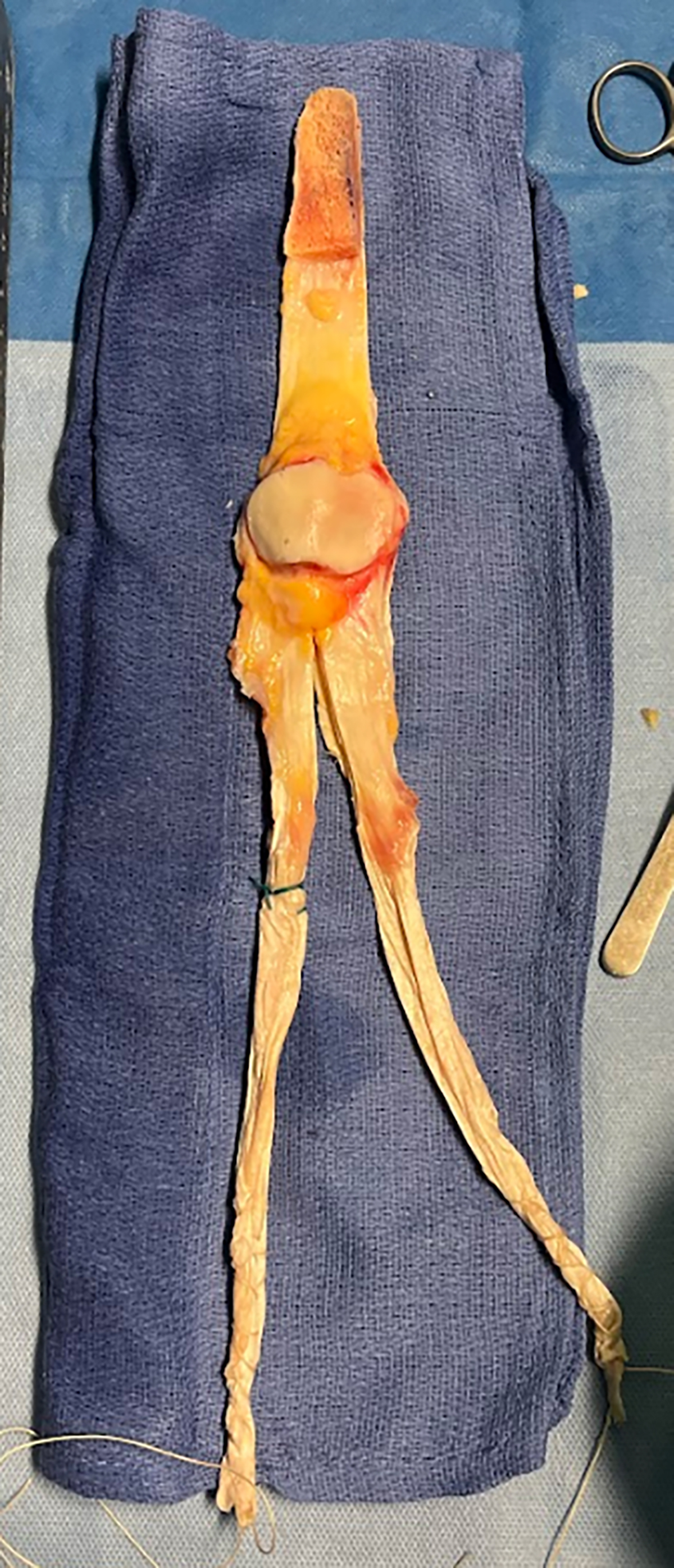 Figure 1 Refer to the following caption and surrounding text.