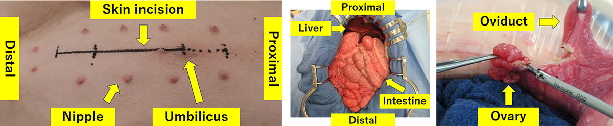 Figure 1 Refer to the following caption and surrounding text.