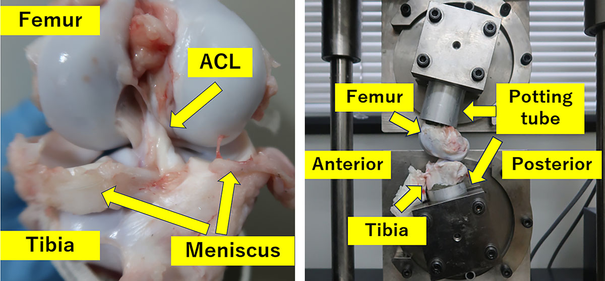 Figure 2 Refer to the following caption and surrounding text.