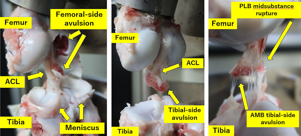 Figure 3 Refer to the following caption and surrounding text.